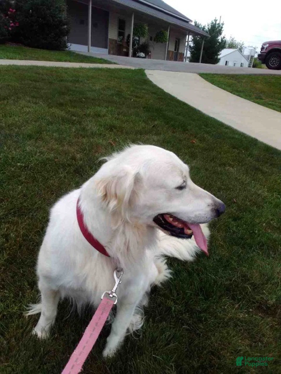 Golden Retriever dogs for sale: Jane - Ad 5
