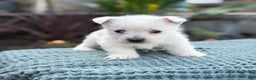West Highland Terrier dogs for sale: Fancy - Ad 28
