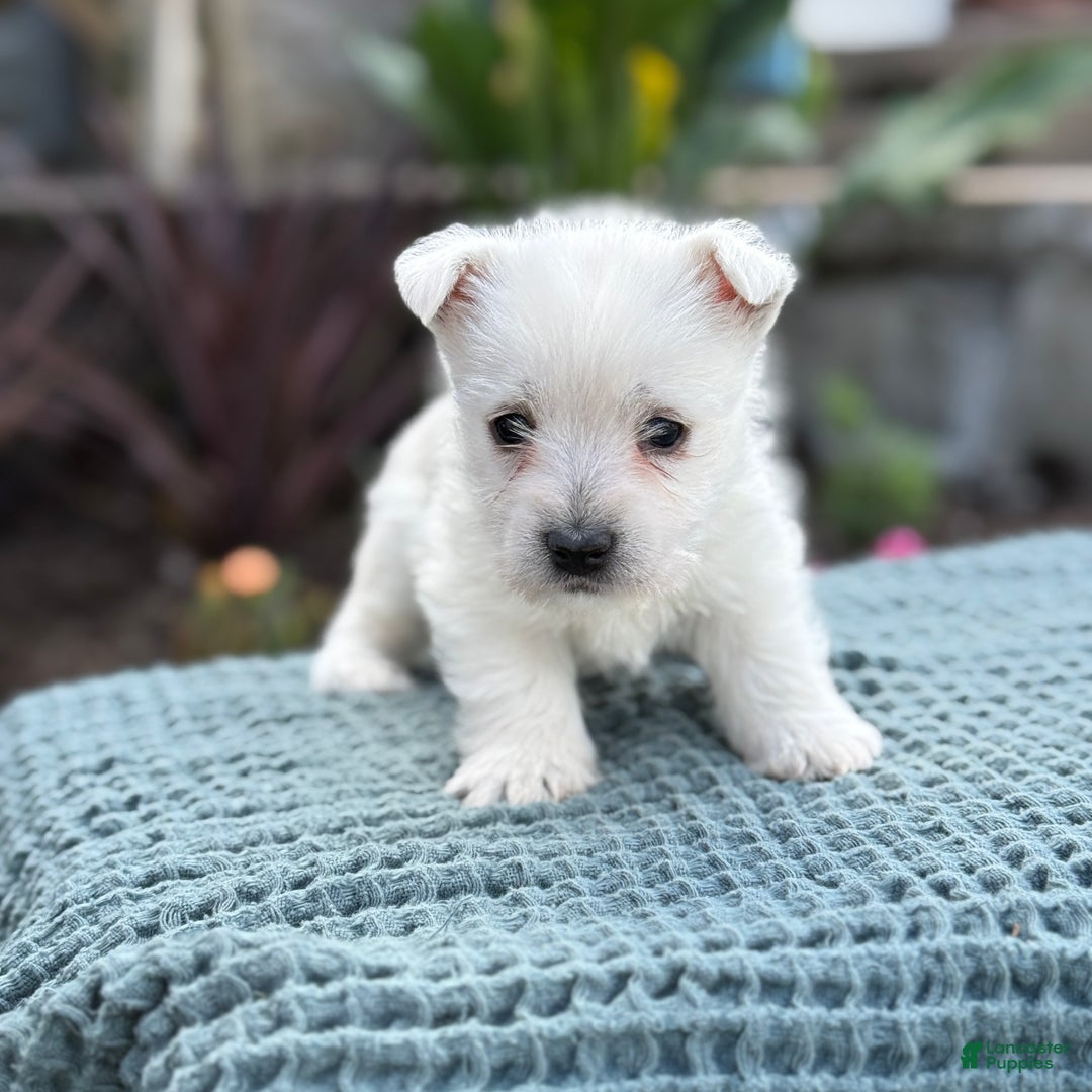 West Highland Terrier dogs for sale: Fancy - Ad 28