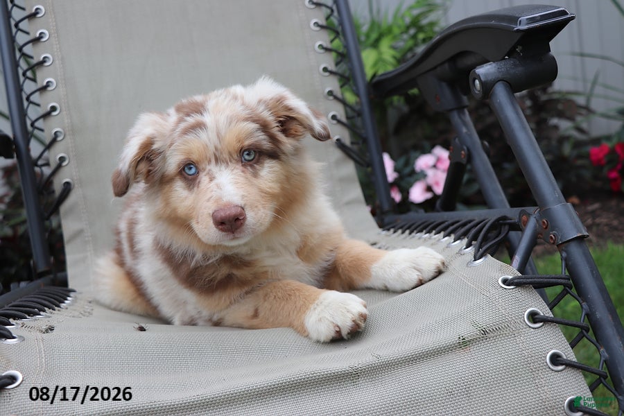 Australian Shepherd dogs Candy - Ad 1