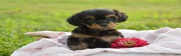 Yorkiepoo dogs for sale: Yorkiepoo 3 - Ad 1