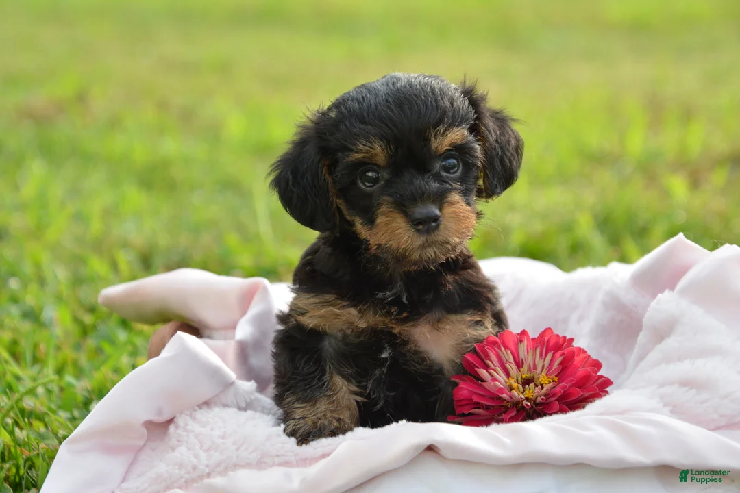Yorkiepoo dogs for sale: Yorkiepoo 3 - Ad 1