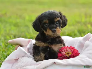Yorkiepoo dogs Tammy - Ad 20