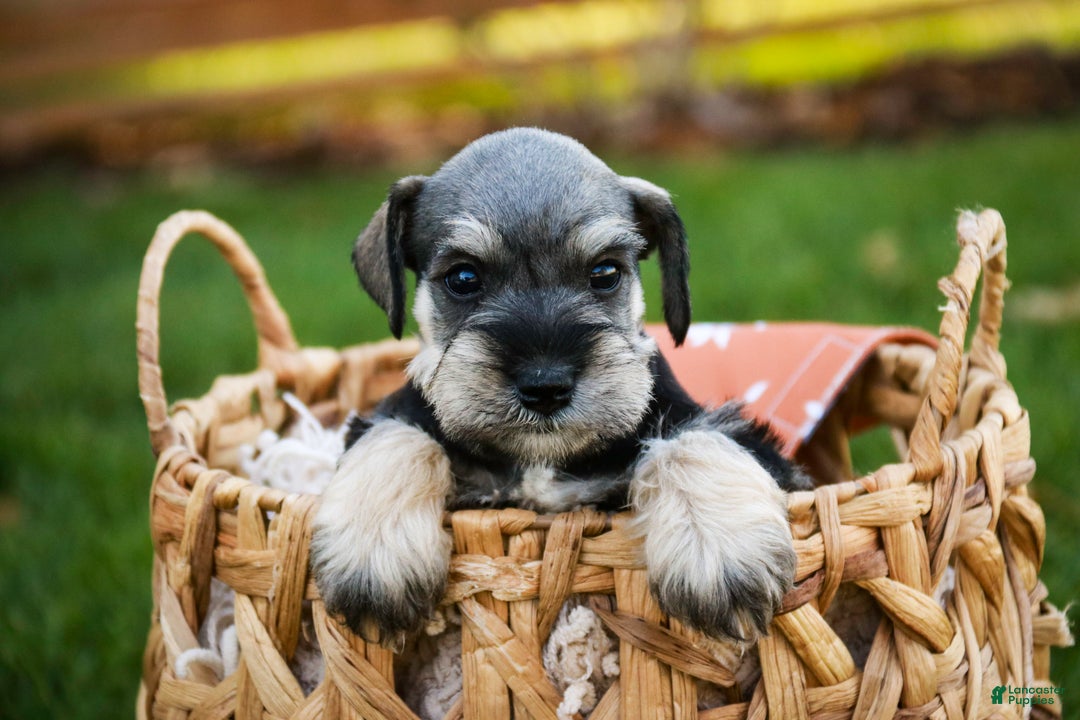 Miniature Schnauzer dogs for sale: Noelle - Ad 3