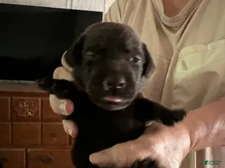 Labrador Retriever dogs Bruno - Ad 6