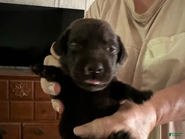 Labrador Retriever dogs for sale: Bruno - Ad 27