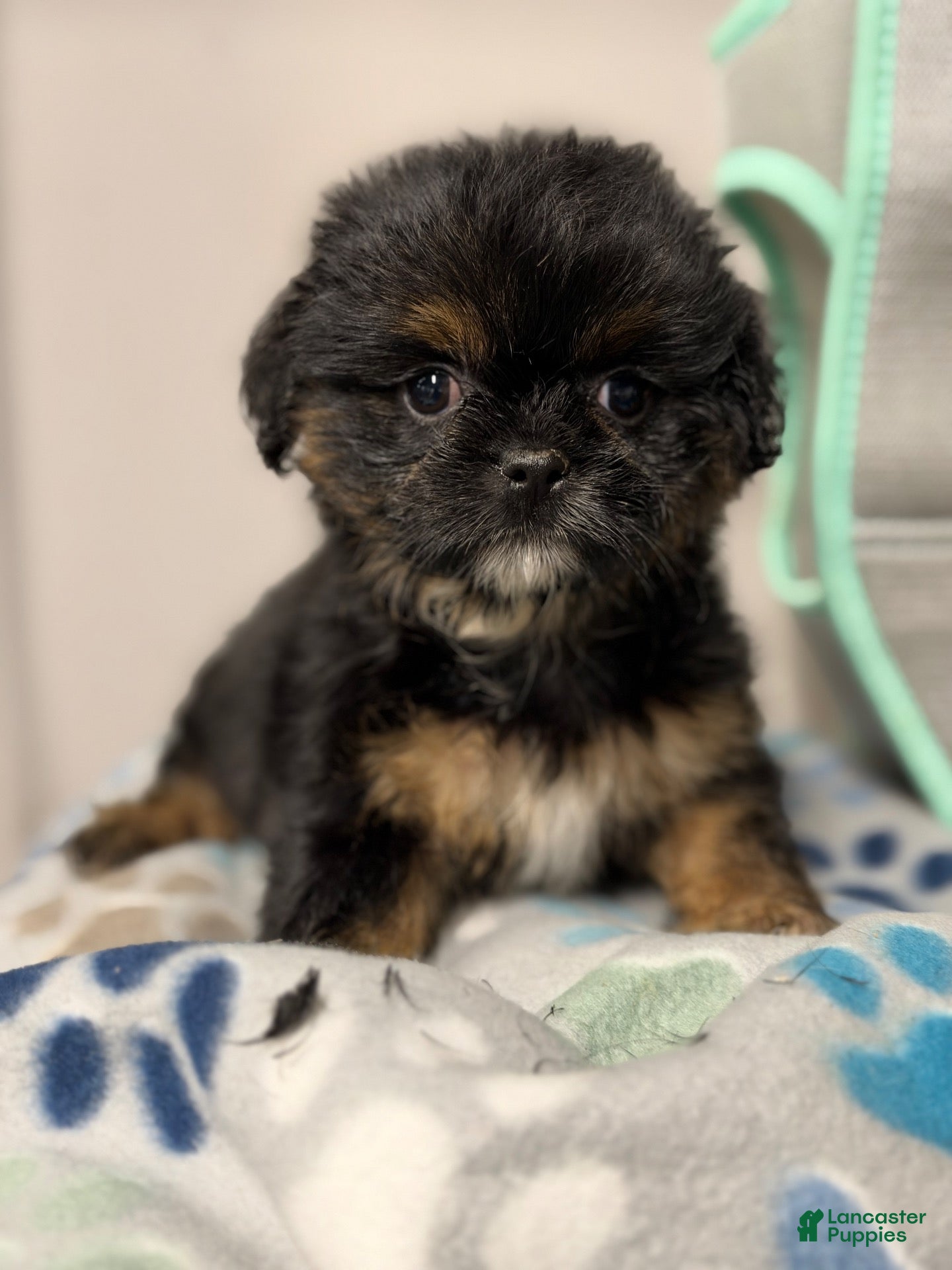 Shorkie dogs for sale: Shorkie 3 - Ad 2