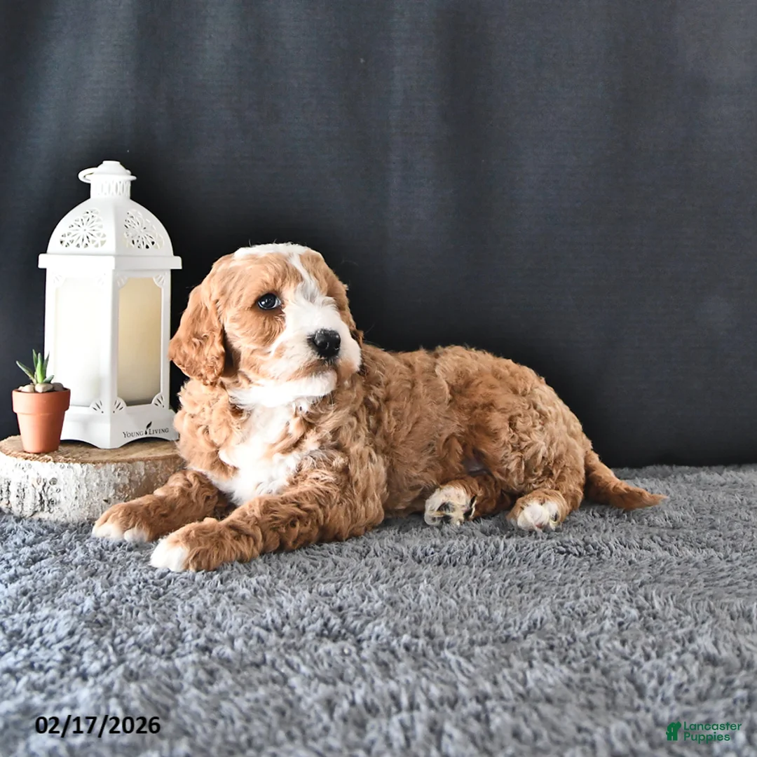 Mini Goldendoodle dogs for sale: Asher - Ad 4