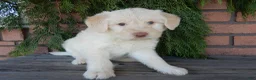 Labradoodle dogs for sale: Rocky - Ad 4