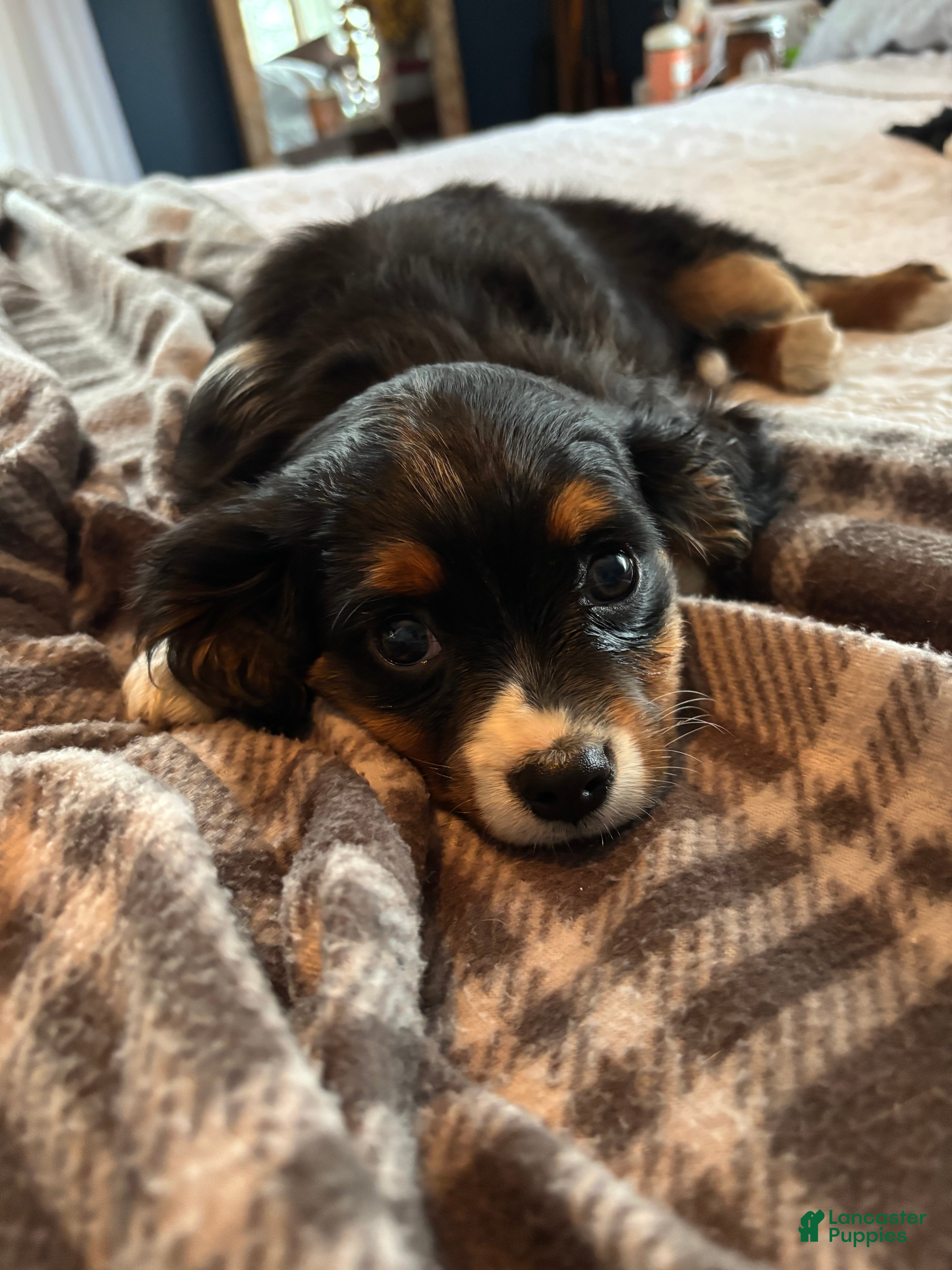 Miniature Bernese Mountain Dog dogs Muskrat - Ad 1