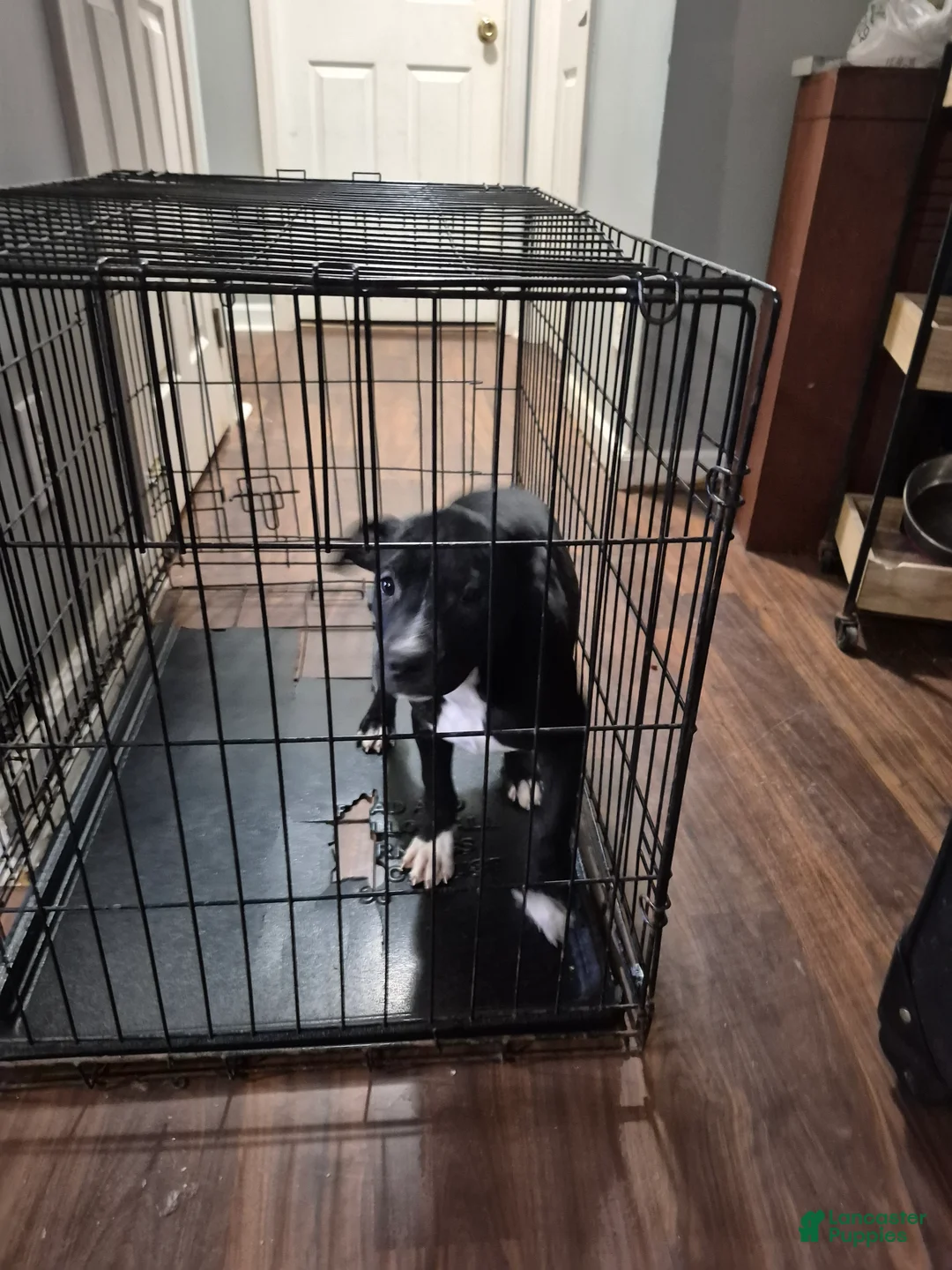 American Staffordshire Terrier dogs for sale: American Staffordshire Terrier Puppy 3 - Ad 3