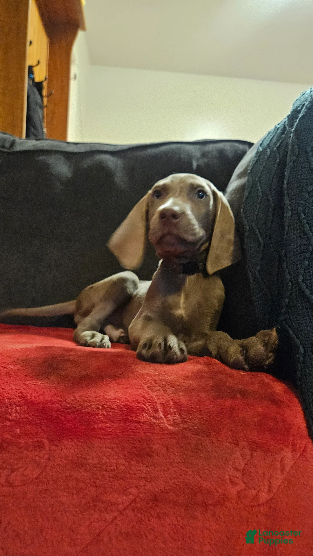 Weimaraner dogs for sale: Weimaraner 2 - Ad 1