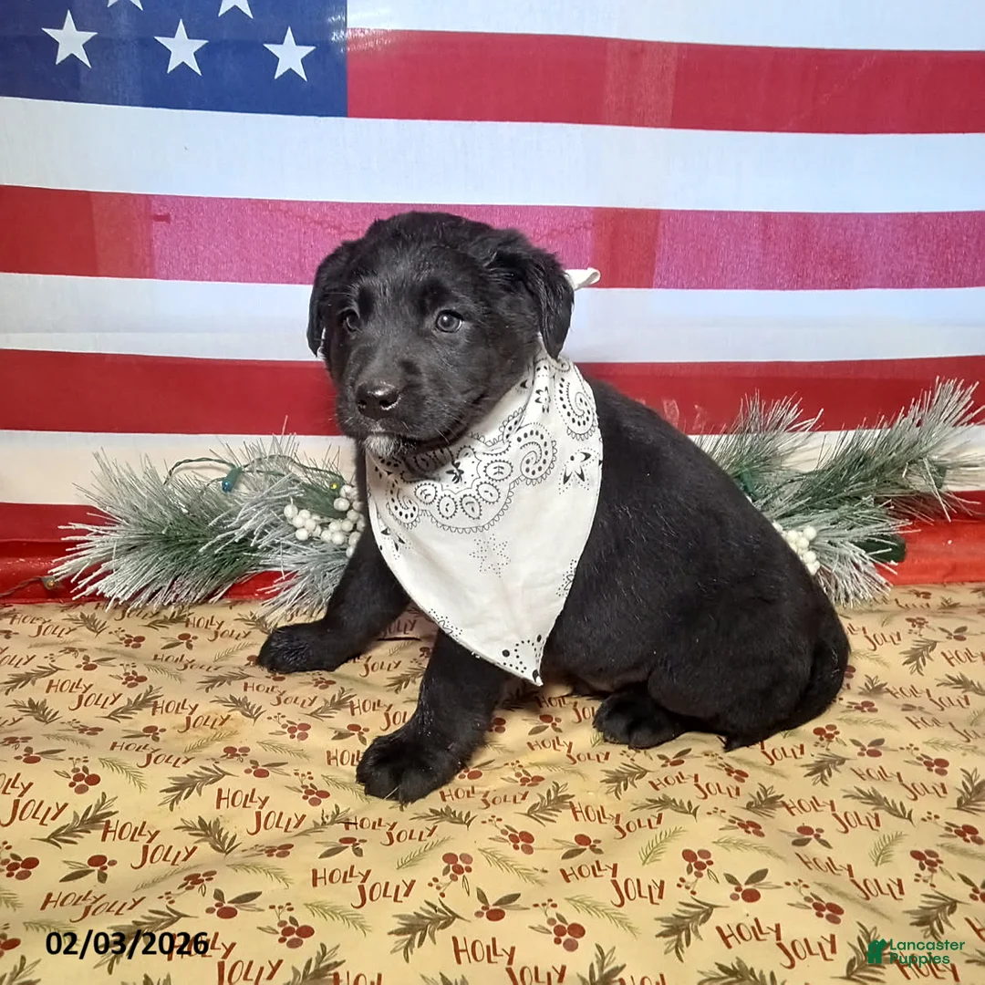 Mixed Breed dogs for sale: Jimbo - Ad 2