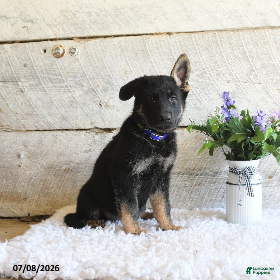 German Shepherd dogs Atlas - Ad 2