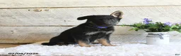 German Shepherd dogs for sale: Atlas - Ad 2
