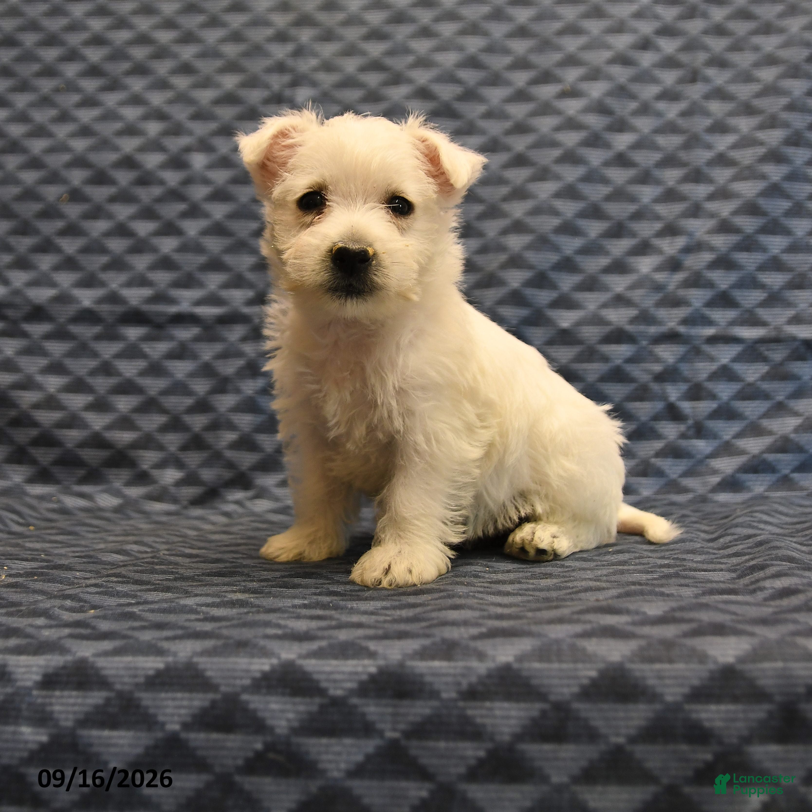 West Highland Terrier dogs Nate - Ad 1