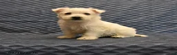 West Highland Terrier dogs for sale: Nate - Ad 1