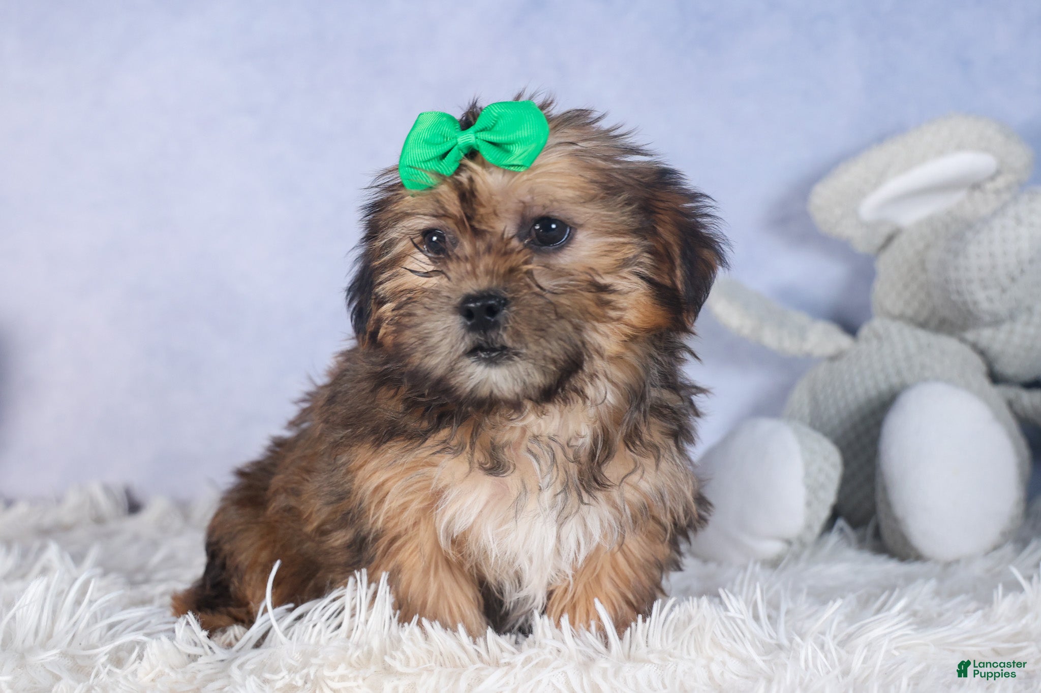 Shorkie dogs JAMIE - Ad 1