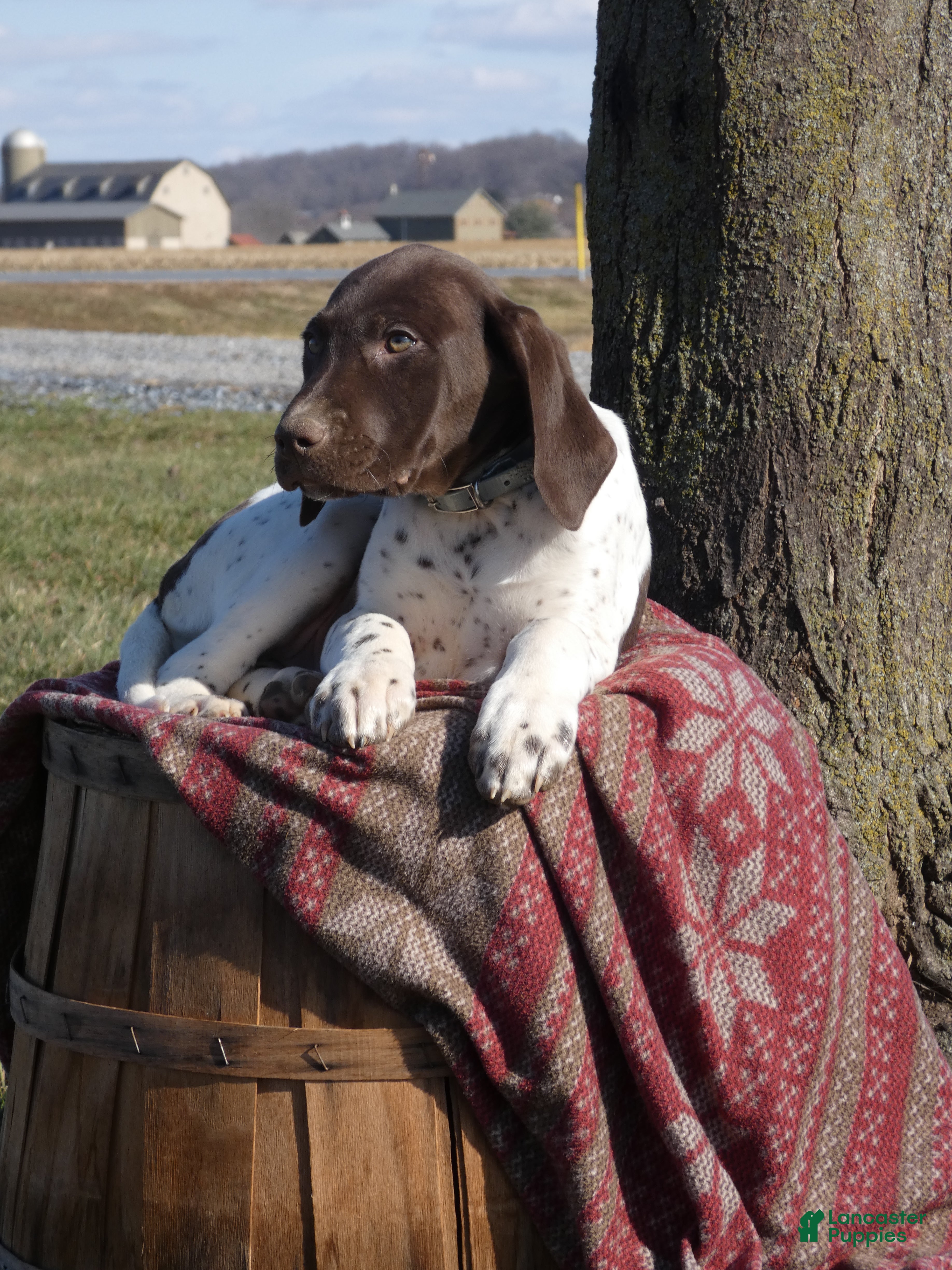 Mixed Breed dogs Taffy - Ad 25