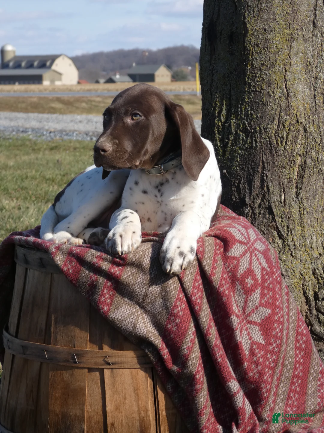 Mixed Breed dogs for sale: Taffy - Ad 1