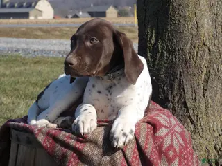 Mixed Breed dogs Taffy - Ad 25