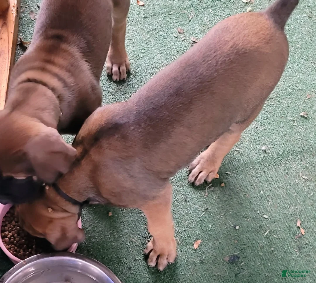Mixed Breed dogs for sale: Yellow collar  - Ad 1