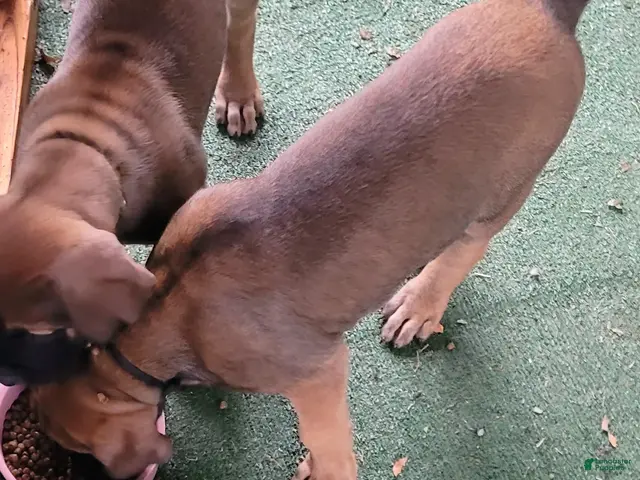 Mixed Breed dogs for sale: Yellow collar - Ad 1