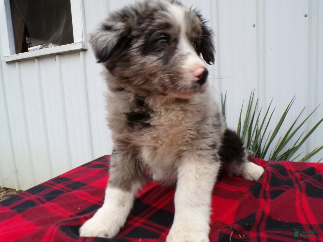 Gallery Image {{count}}