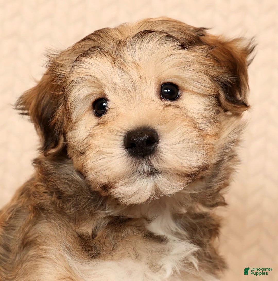 Yochon dogs for sale: Cody - Ad 9