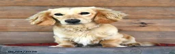 Miniature Dachshund dogs for sale: Freddy  - Ad 7