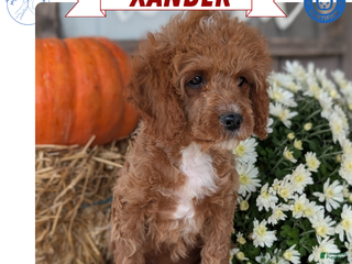 Cavapoo dogs - Ad 34