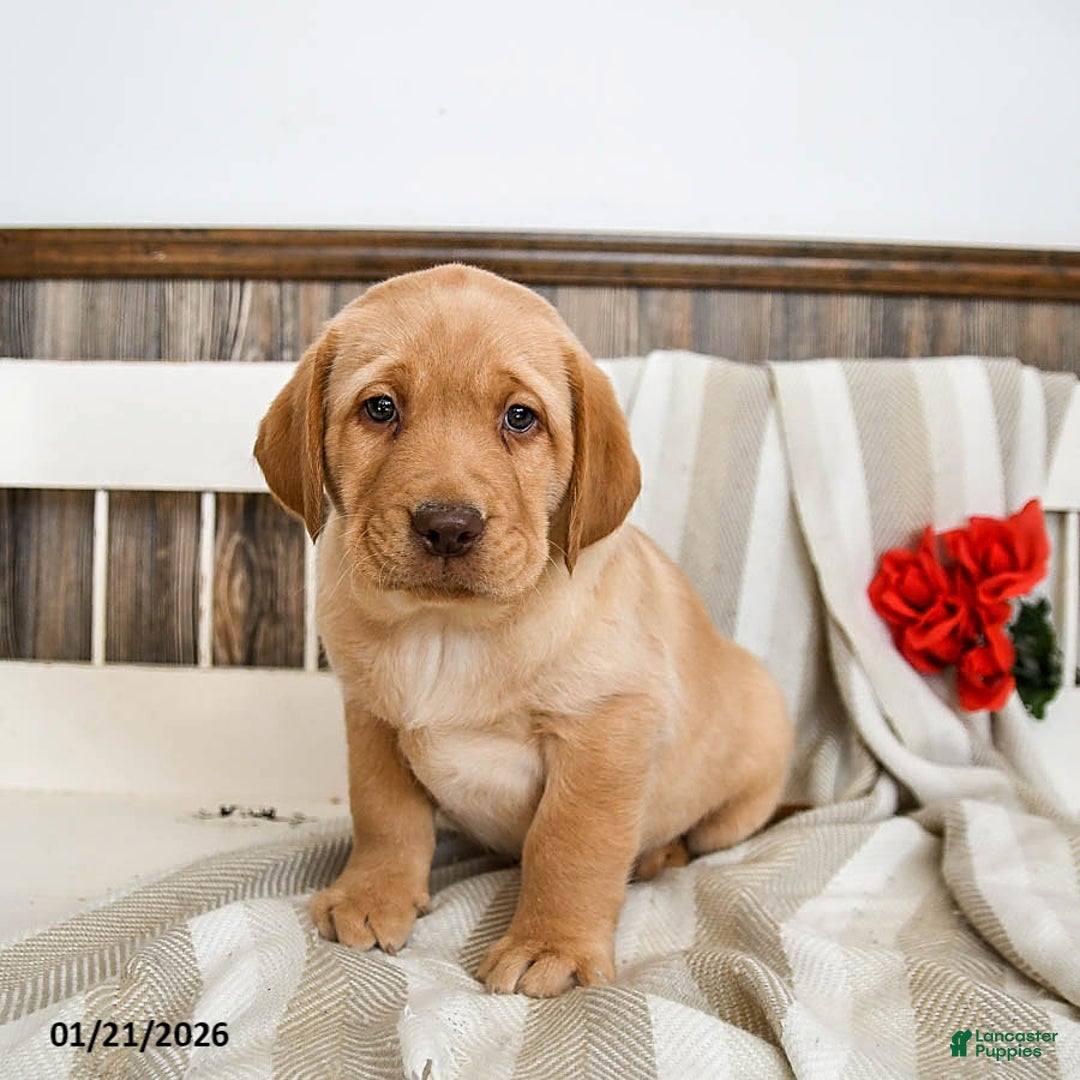 Labrador Retriever dogs for sale: Cashew - Ad 3