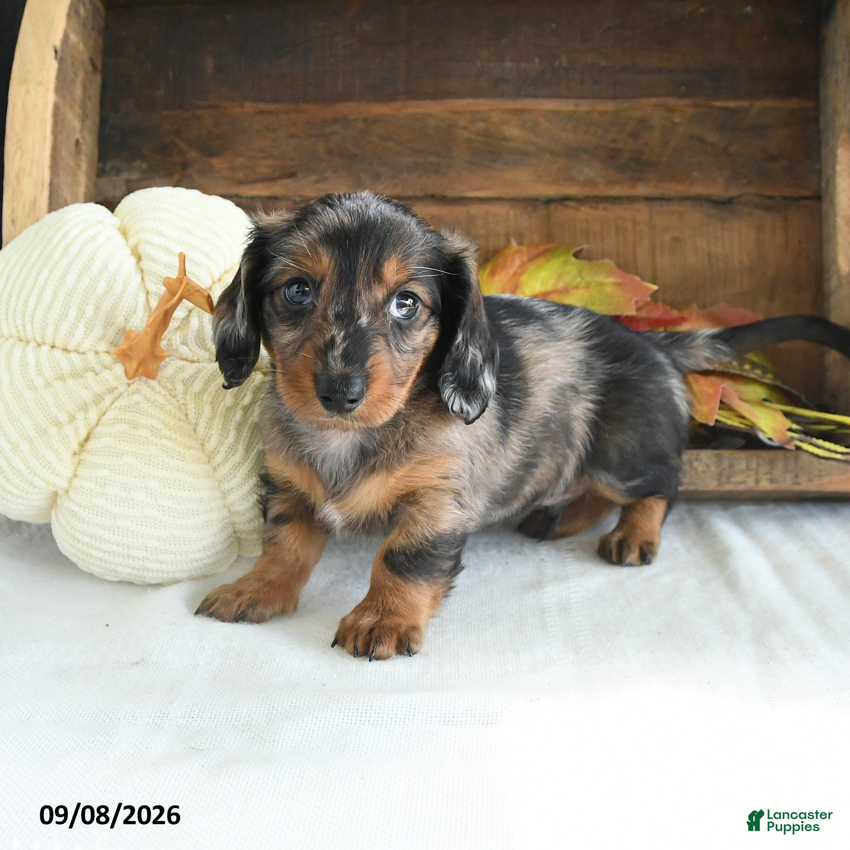 Miniature Dachshund dogs Zeke - Ad 1