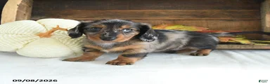 Zeke