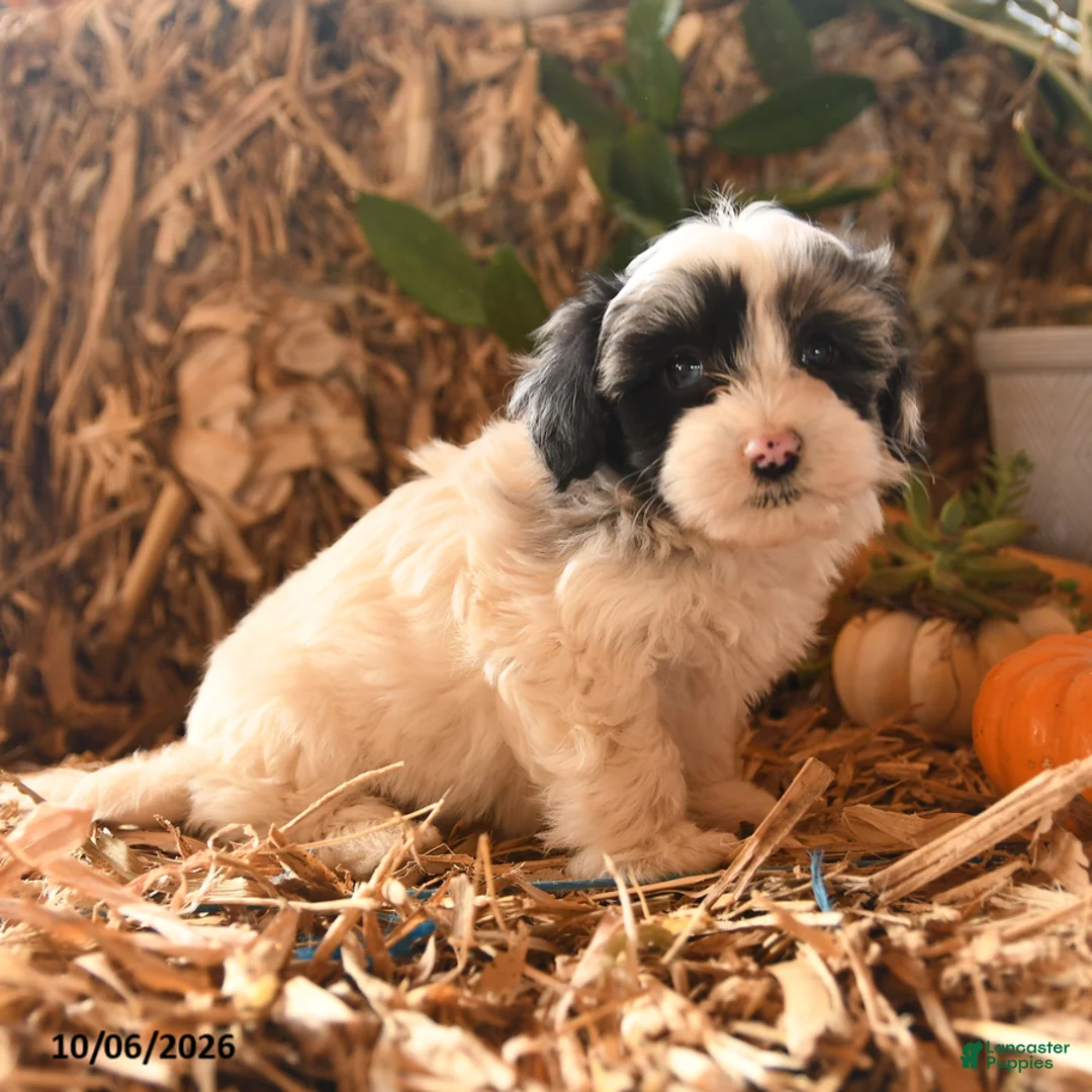 Havapoo dogs for sale: Bell  - Ad 3