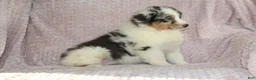 Australian Shepherd dogs for sale: Pixie  - Ad 9