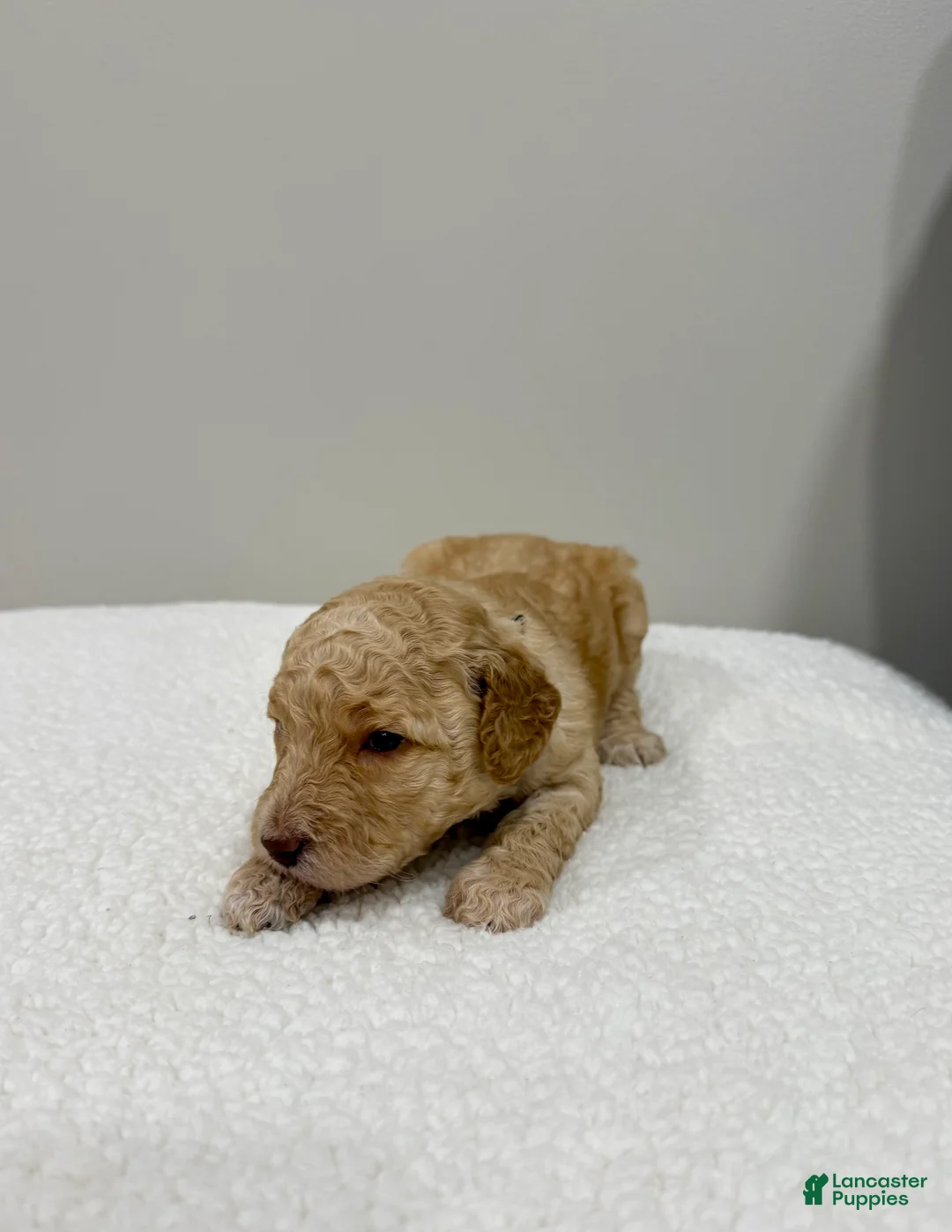 Standard Poodle dogs for sale: Silver Collar - Ad 2