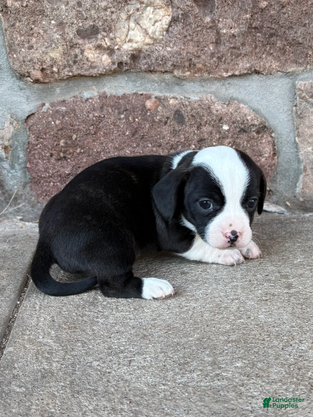 Mixed Breed dogs for sale: Mixed Breed Puppy 2 - Ad 2