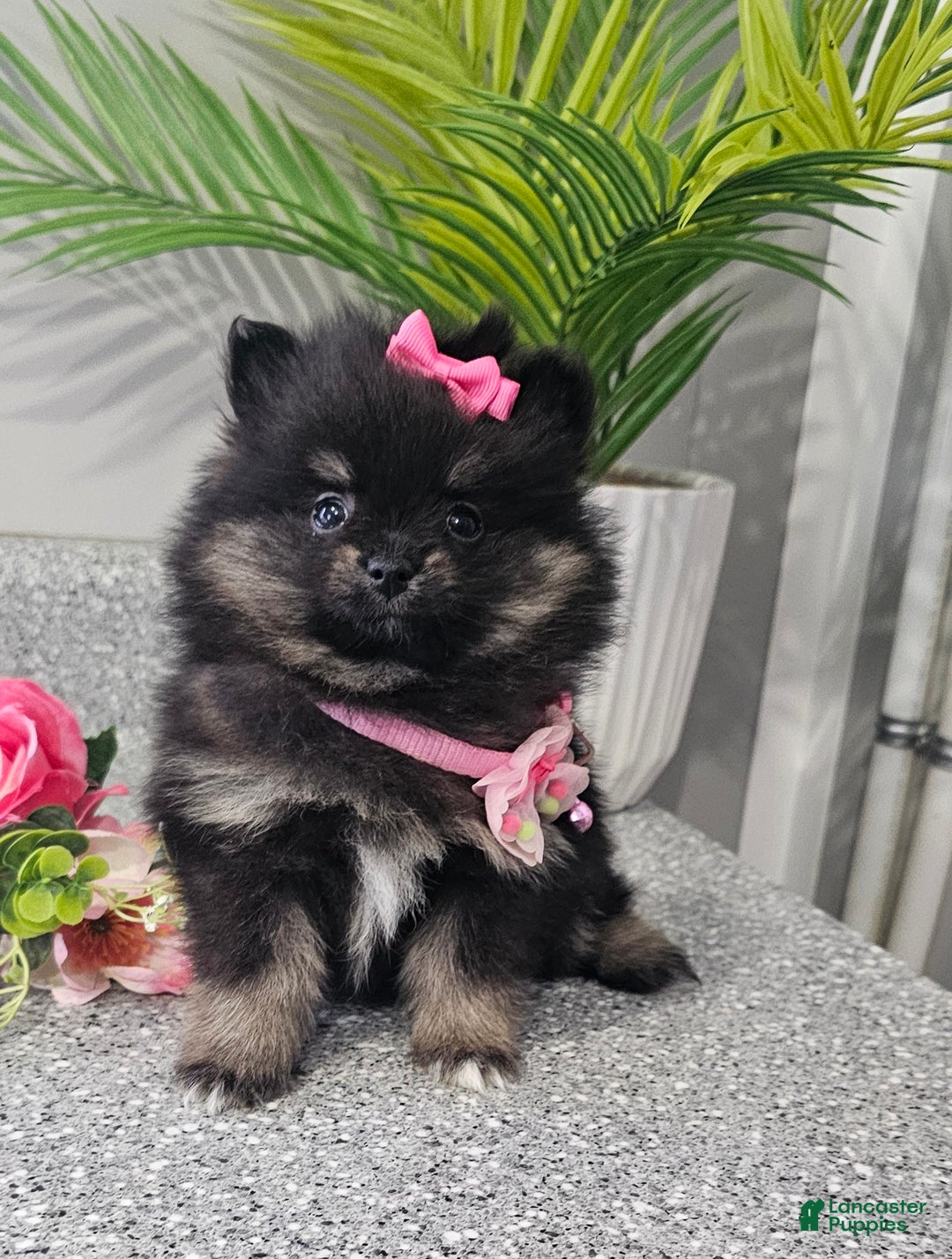 Pomeranian dogs for sale: Jazzy  - Ad 3
