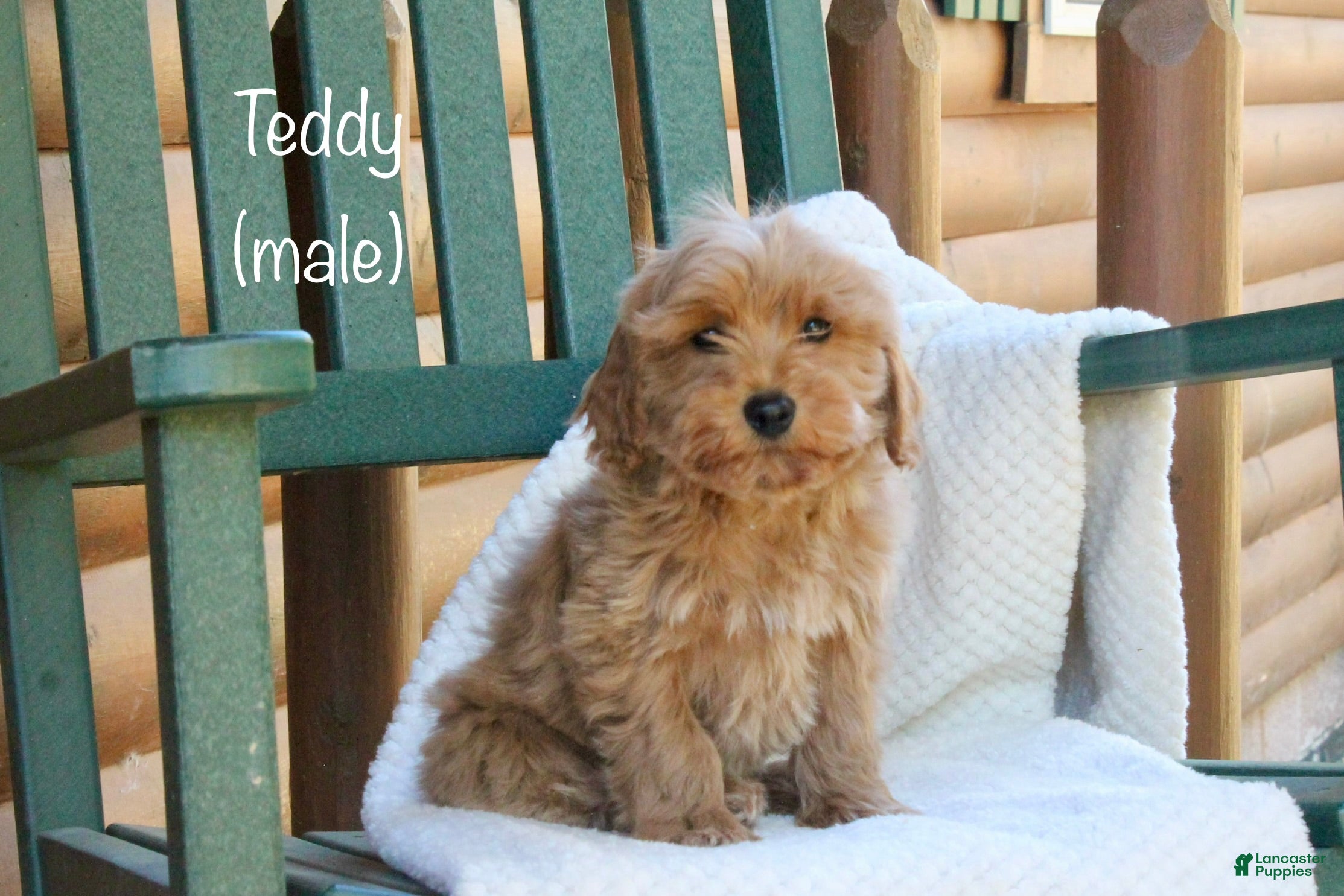 Mini Goldendoodle dogs Teddy - Ad 33