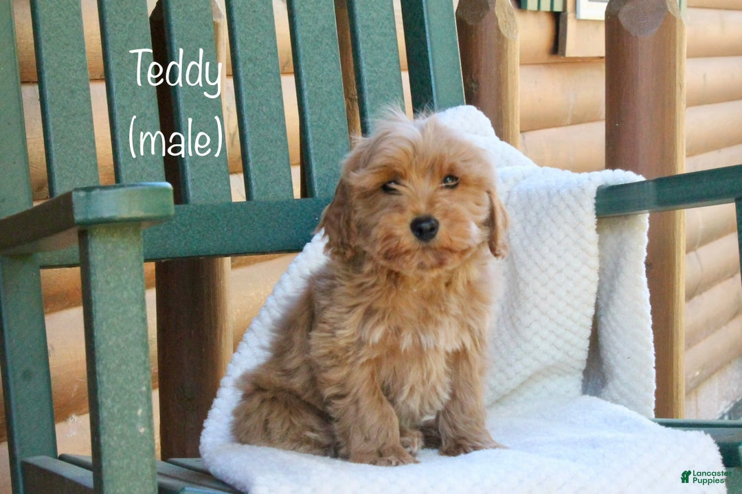 Mini Goldendoodle dogs for sale: Teddy - Ad 1