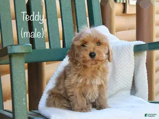 Mini Goldendoodle dogs Teddy - Ad 40