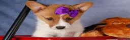 Welsh Corgi Pembroke dogs for sale: Bambi🎀 - Ad 3