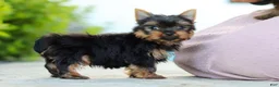 Yorkshire Terrier dogs for sale: Mitchell - Ad 6