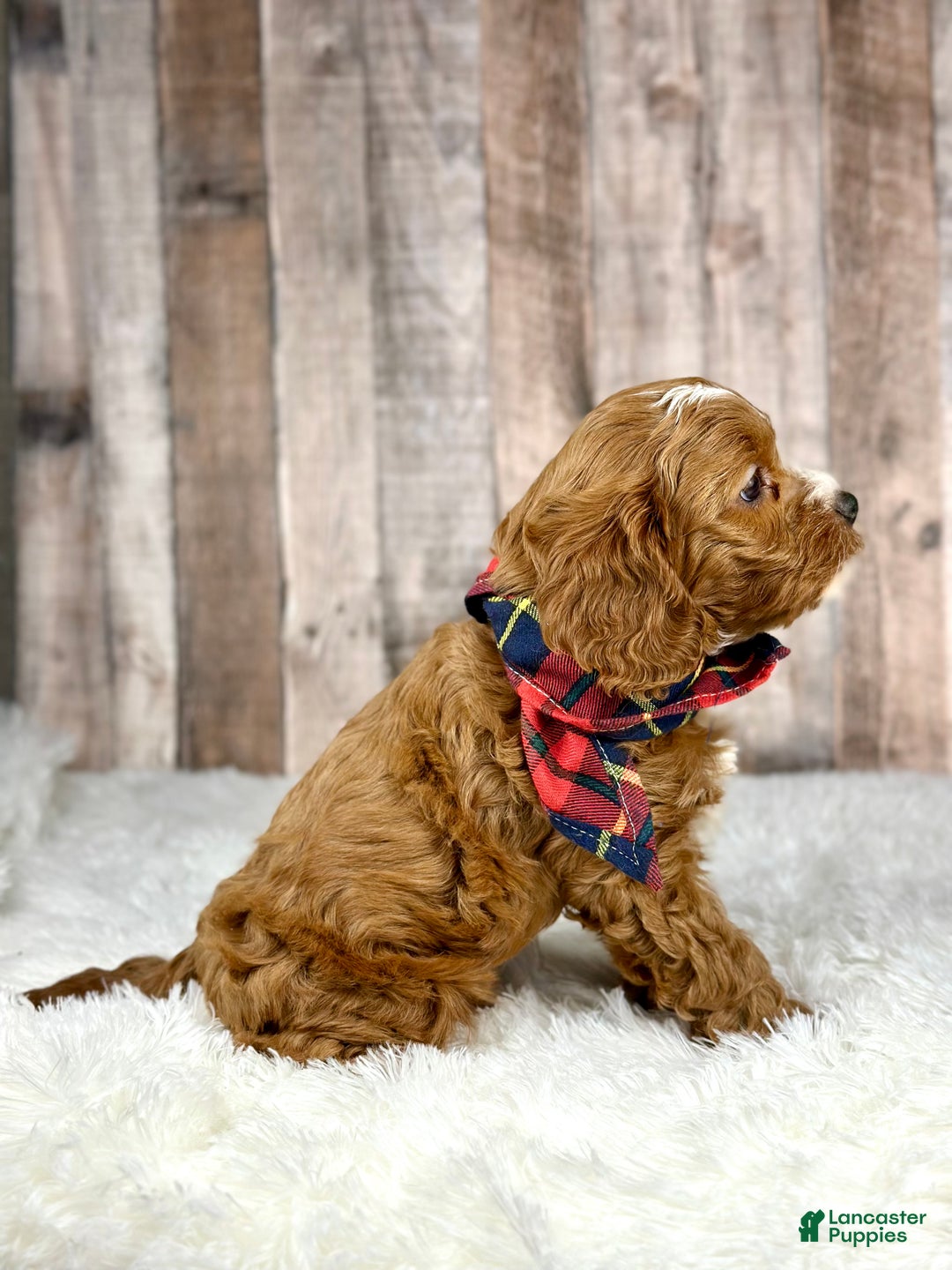 Cavapoo dogs for sale: Boy Milo - 4940 - Ad 2