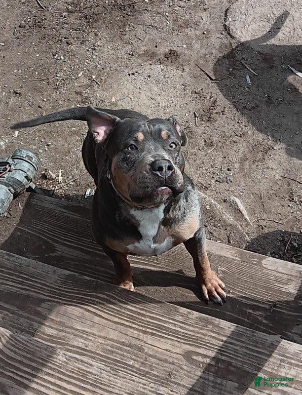 American Bully dogs for sale: American Bully 3 - Ad 1