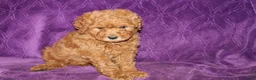 Mini Goldendoodle dogs for sale: Mini Goldendoodle Cody - Ad 4