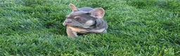 French Bulldog dogs for sale: Sarah - Ad 3