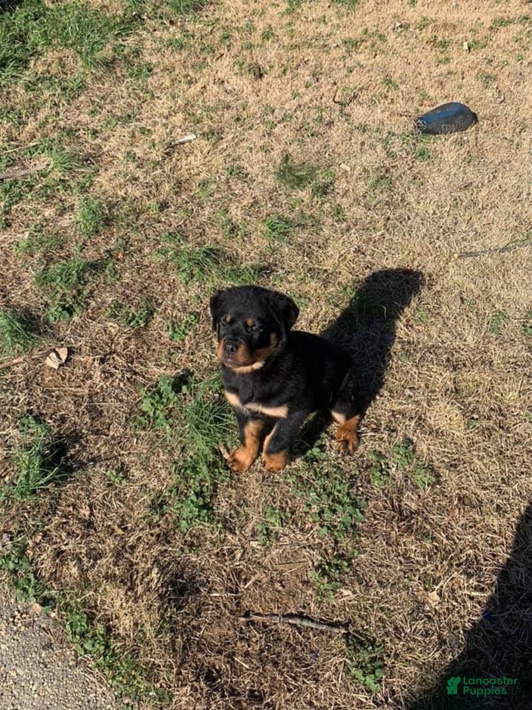 Rottweiler dogs for sale: Gloria - Ad 8