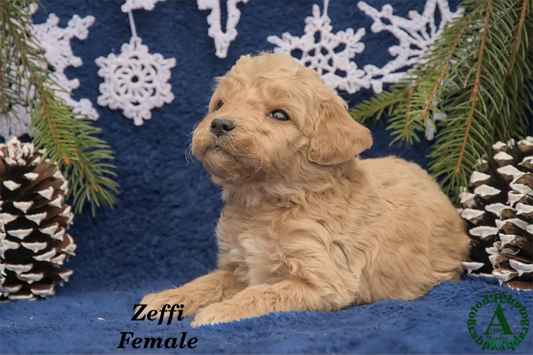 Mini Goldendoodle dogs for sale: Zeffi - Ad 3